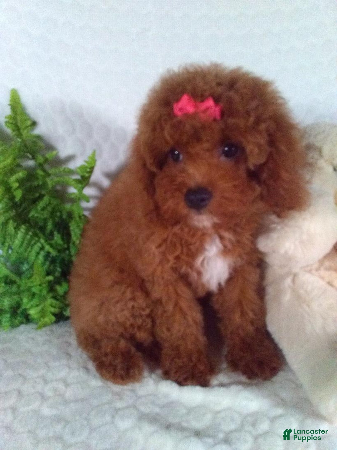 Cavapoo dogs for sale: Raven - Image 2