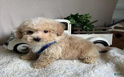 Bichpoo dogs for sale: Gabe - Image 11