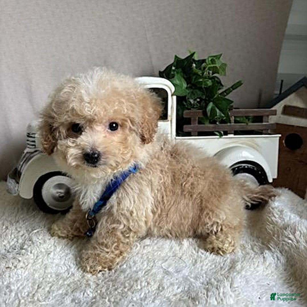 Bichpoo dogs for sale: Gabe - Image 11