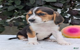 Beagle dogs for sale: Lilly - Image 12