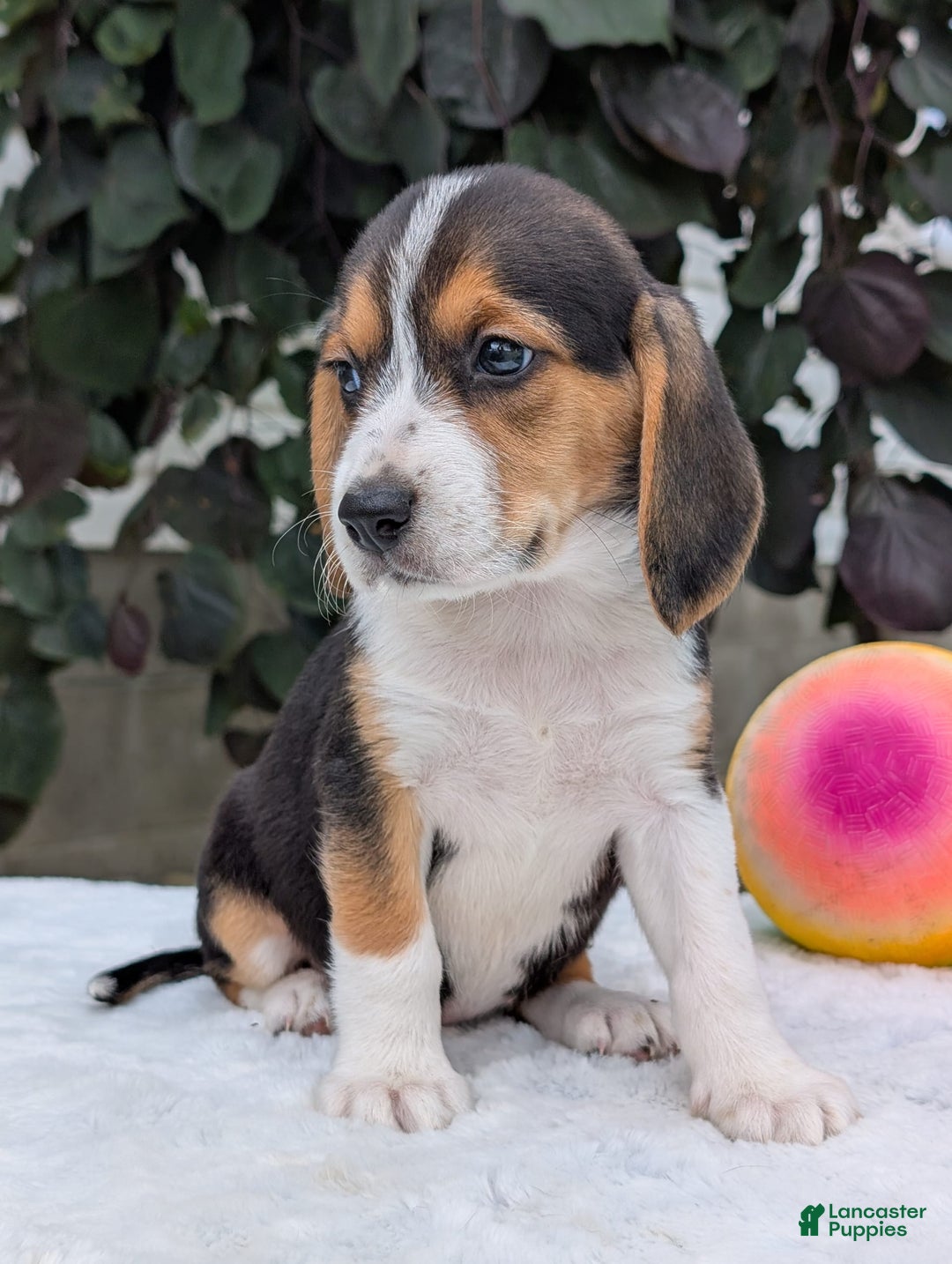 Beagle dogs for sale: Lilly - Image 12