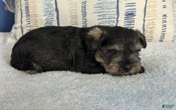 Miniature Schnauzer dogs for sale: Gypsy Male 1 - Image 3