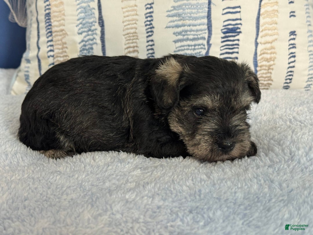 Miniature Schnauzer dogs for sale: Gypsy Male 1 - Image 3