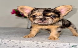 French Bulldog dogs for sale: Cj Fluffy Frenchie - Image 1