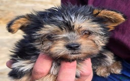 Morkie dogs for sale: Cathy - Image 1
