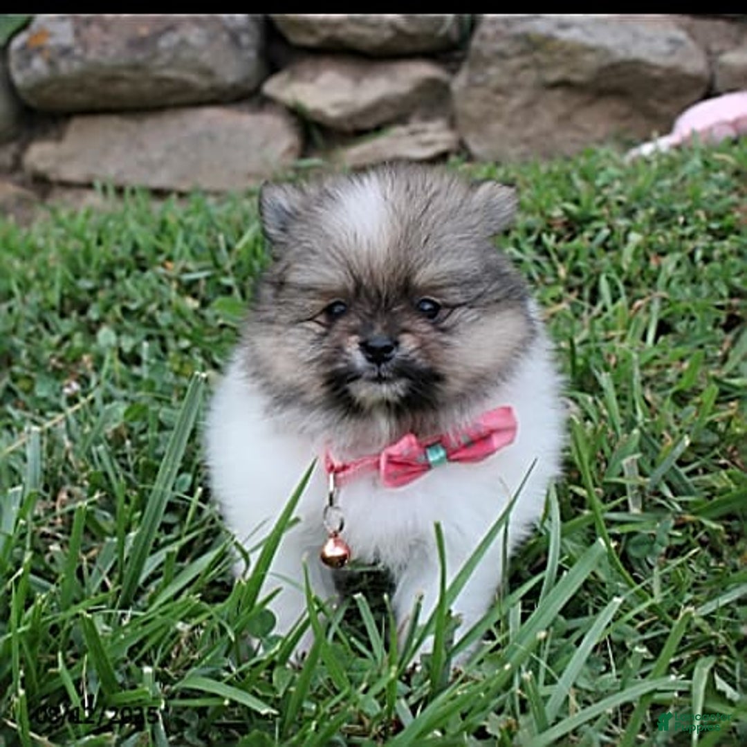 Pomeranian dogs for sale: Kylie - Image 16