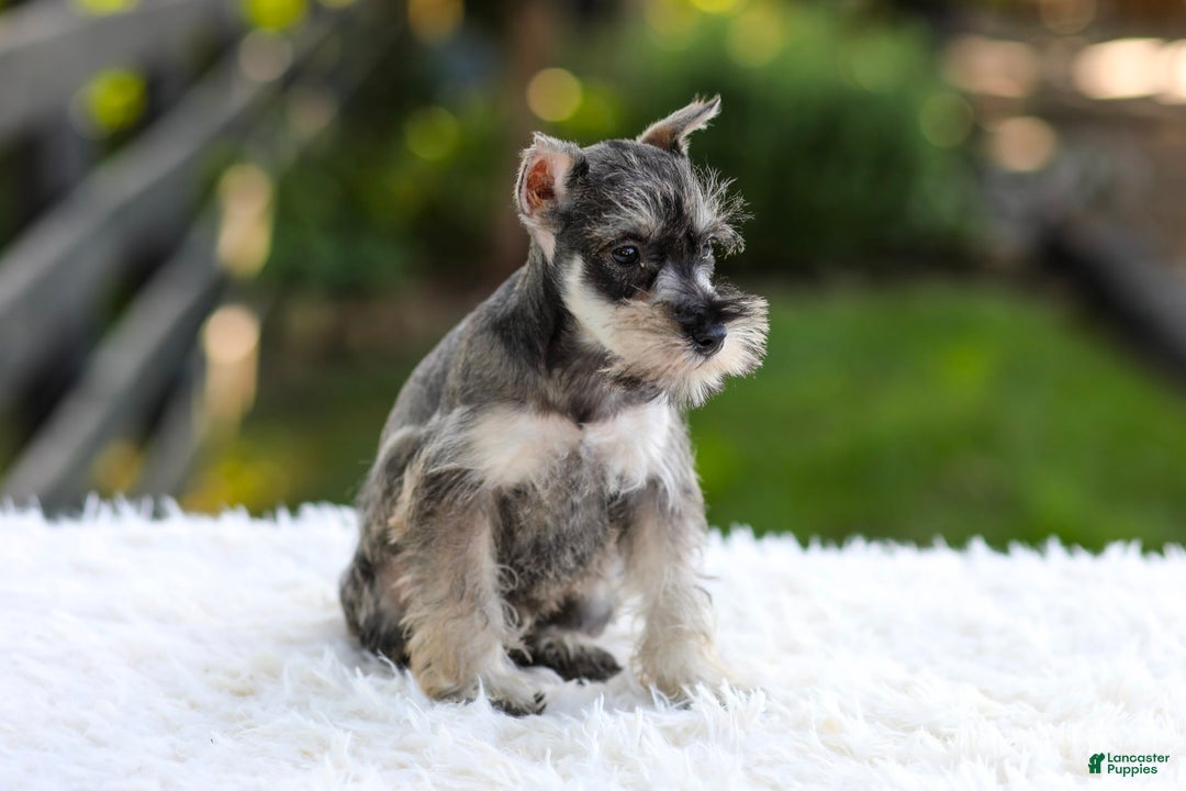 Miniature Schnauzer dogs for sale: Ace - Image 6