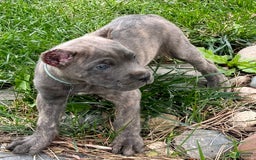Cane Corso dogs for sale: Blu - Image 2