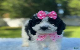 Goldendoodle dogs for sale: Molly - Image 6