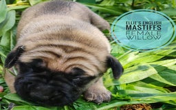 English Mastiff dogs for sale: Willow - Image 1