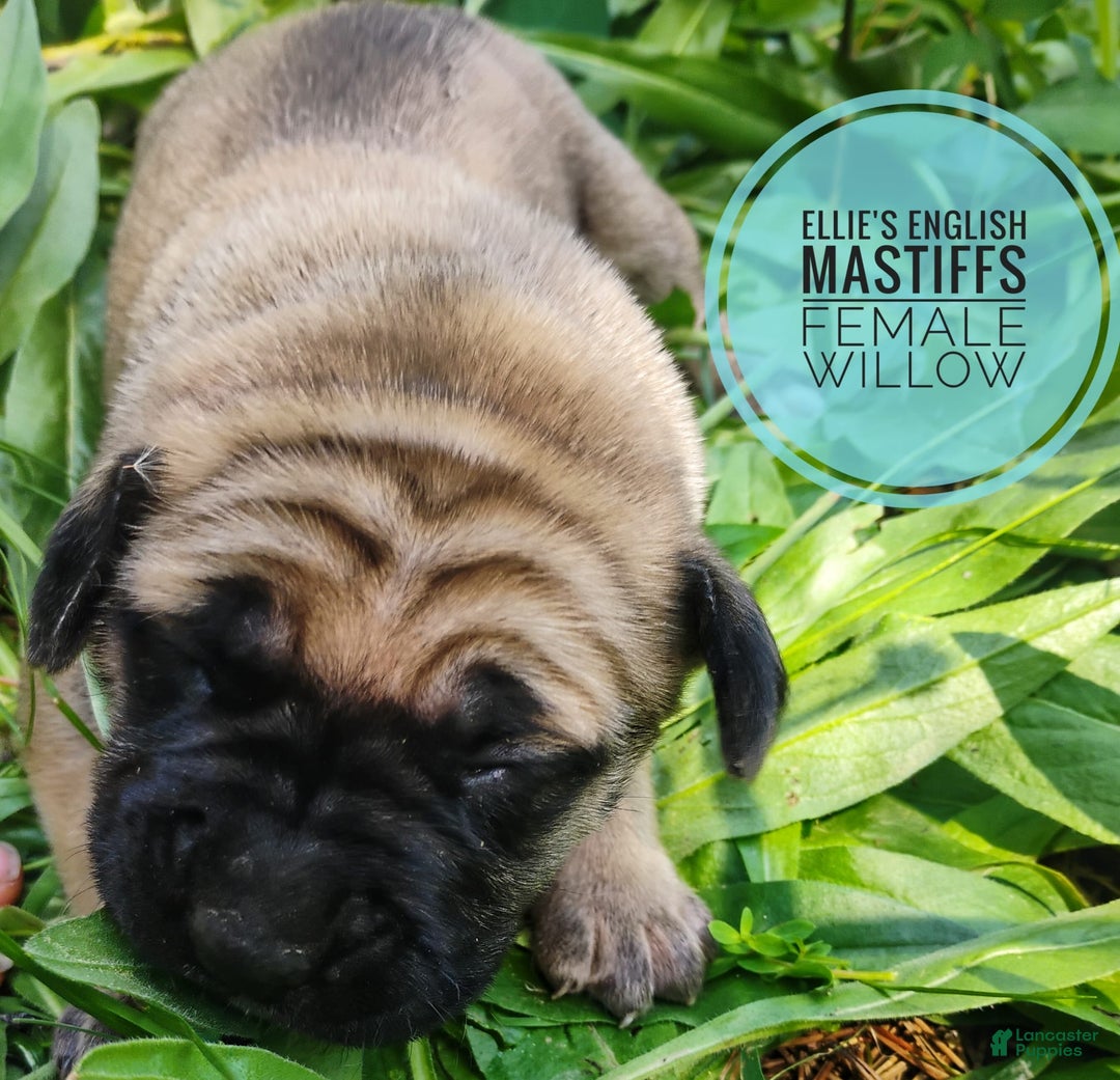 English Mastiff dogs for sale: Willow - Image 1