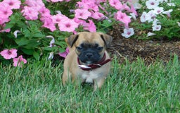 Jug dogs for sale: Madison - Image 1