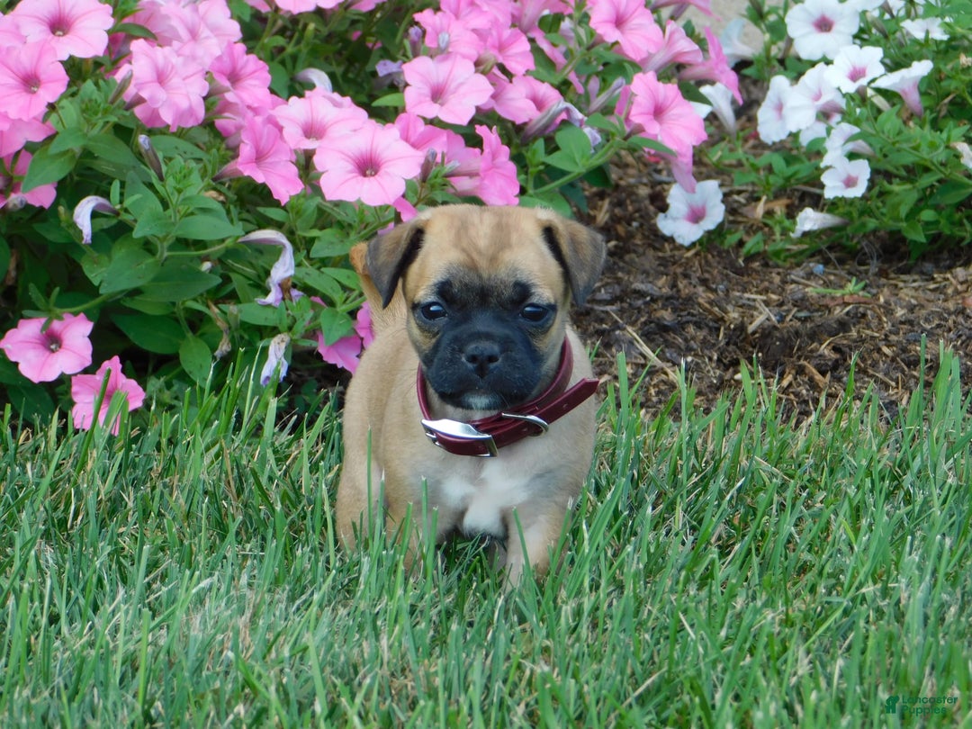Jug dogs for sale: Madison - Image 1