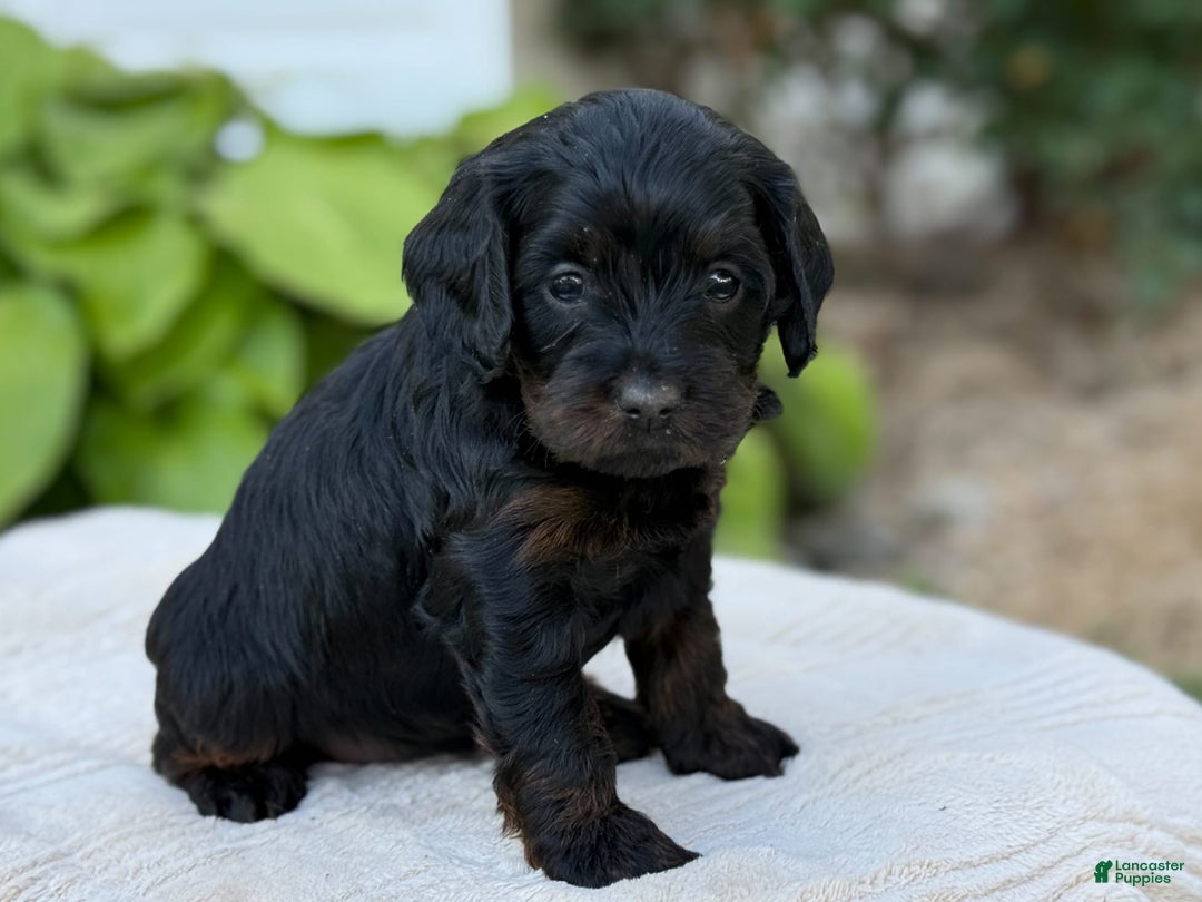 Cavapoo dogs for sale: Luna - Image 24