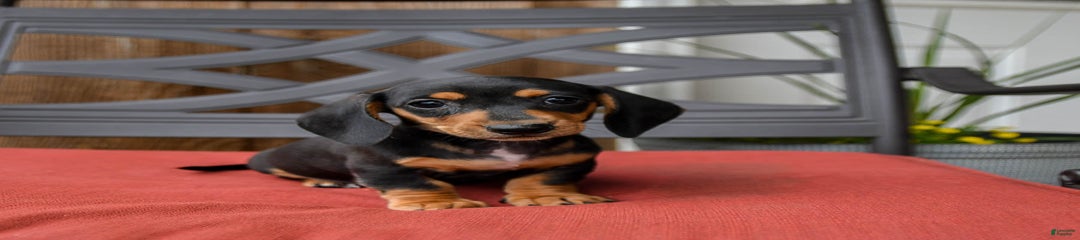 Ace