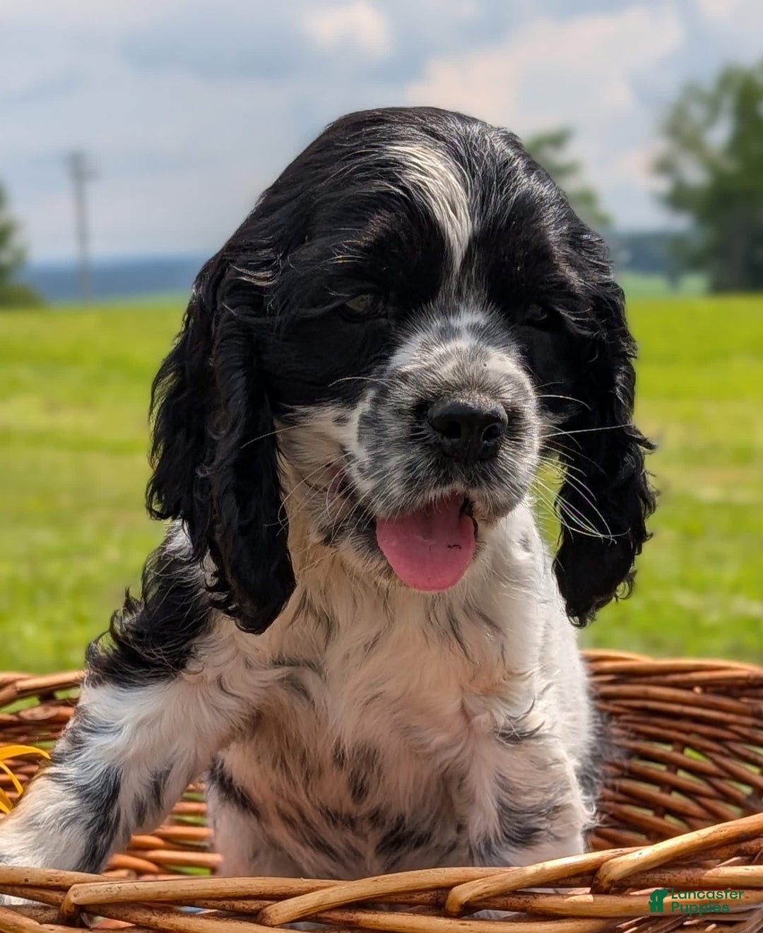 Cocker Spaniel dogs for sale: Flash - Image 3