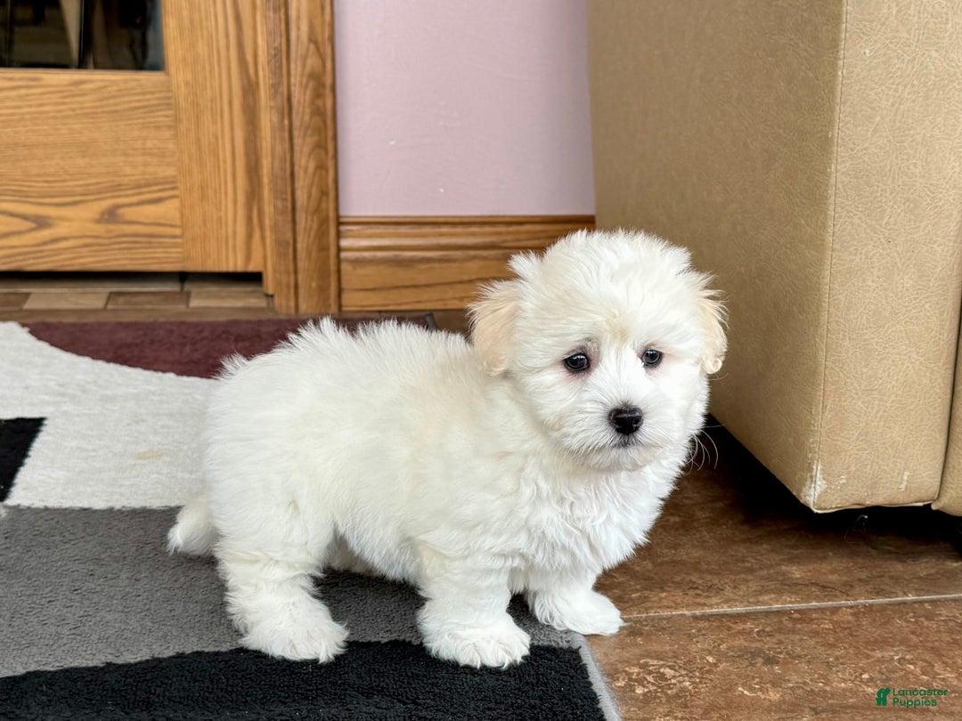 Coton De Tulear dogs for sale: Rodney - Image 7