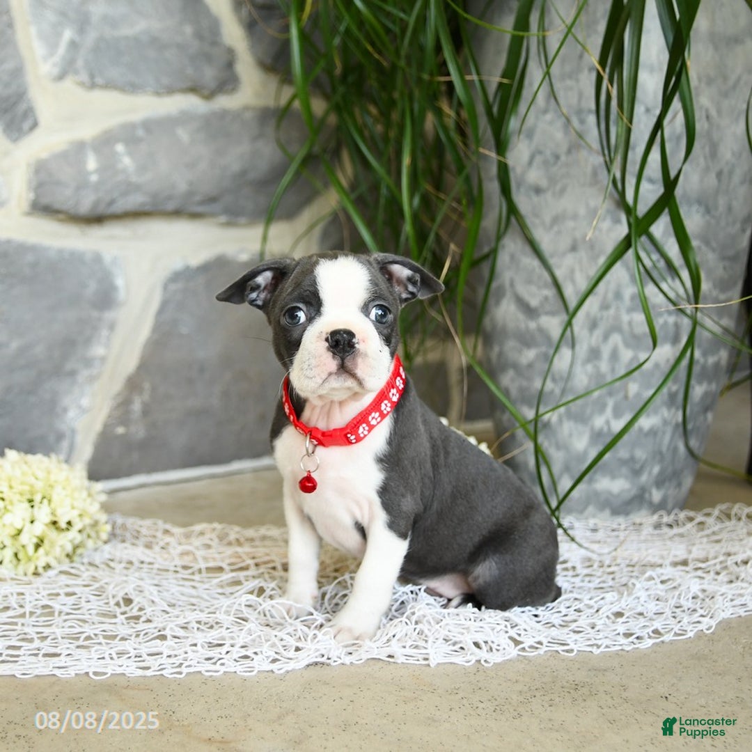 Boston Terrier dogs for sale: Windsor - Image 1