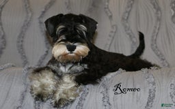 Miniature Schnauzer dogs for sale: Abby - Image 6