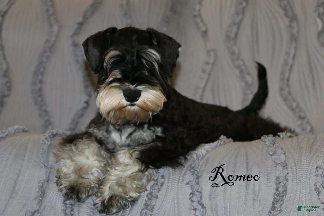 Miniature Schnauzer dogs for sale: Abby - Image 6