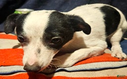 Chihuahua dogs for sale: X - Image 18