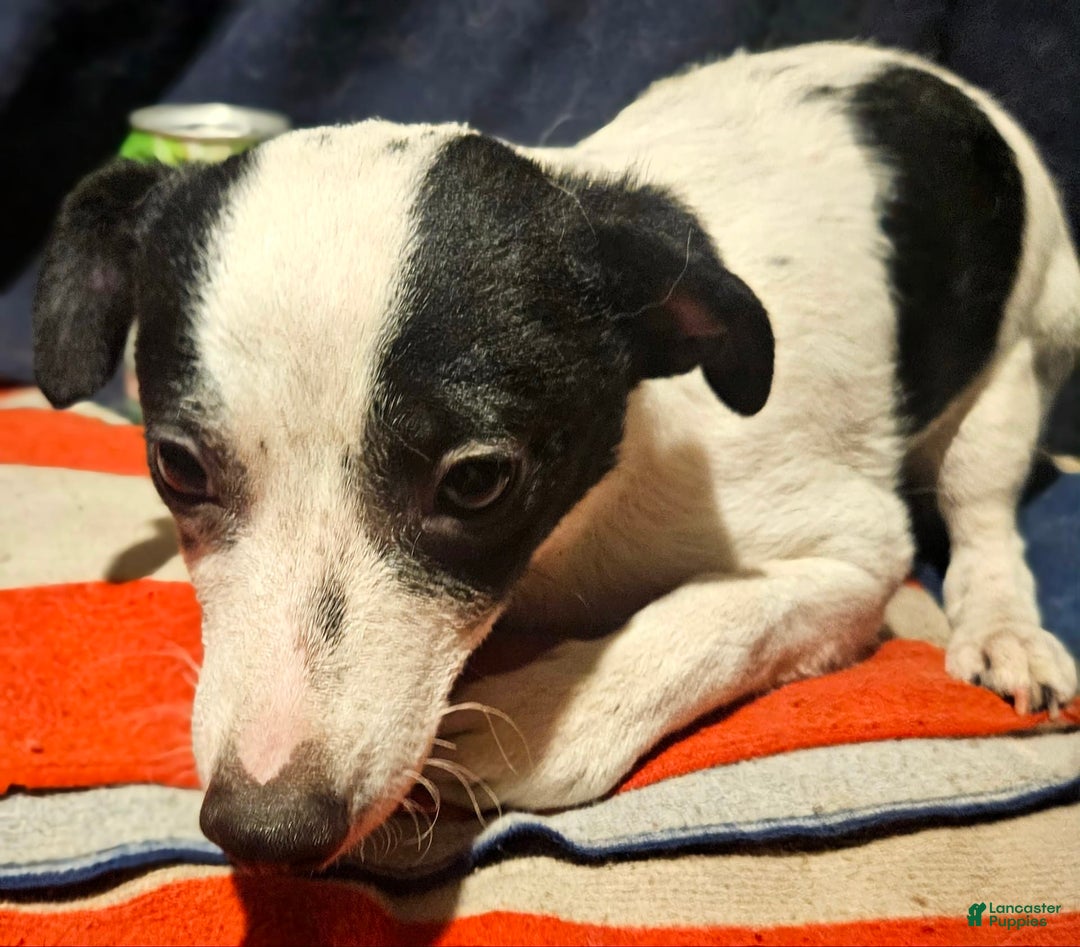 Chihuahua dogs for sale: X - Image 18
