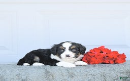 Miniature Bernese Mountain Dog dogs for sale: Ted - Image 6