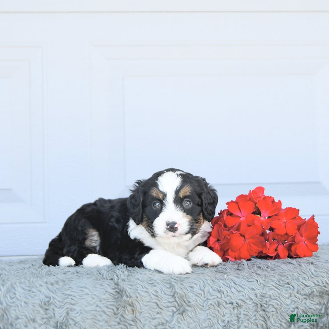 Miniature Bernese Mountain Dog dogs for sale: Ted - Image 6
