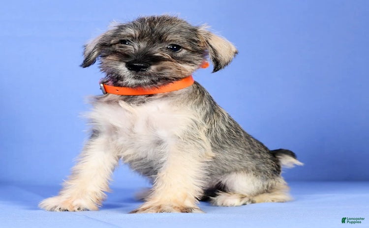 Miniature Schnauzer dogs for sale - Ad 3