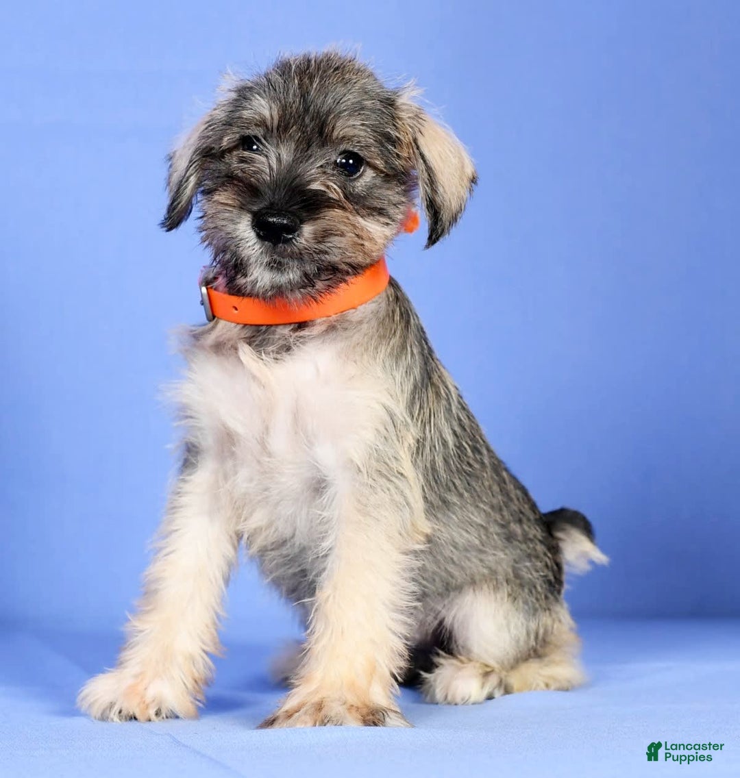 Miniature Schnauzer dogs for sale: Betty - Image 1