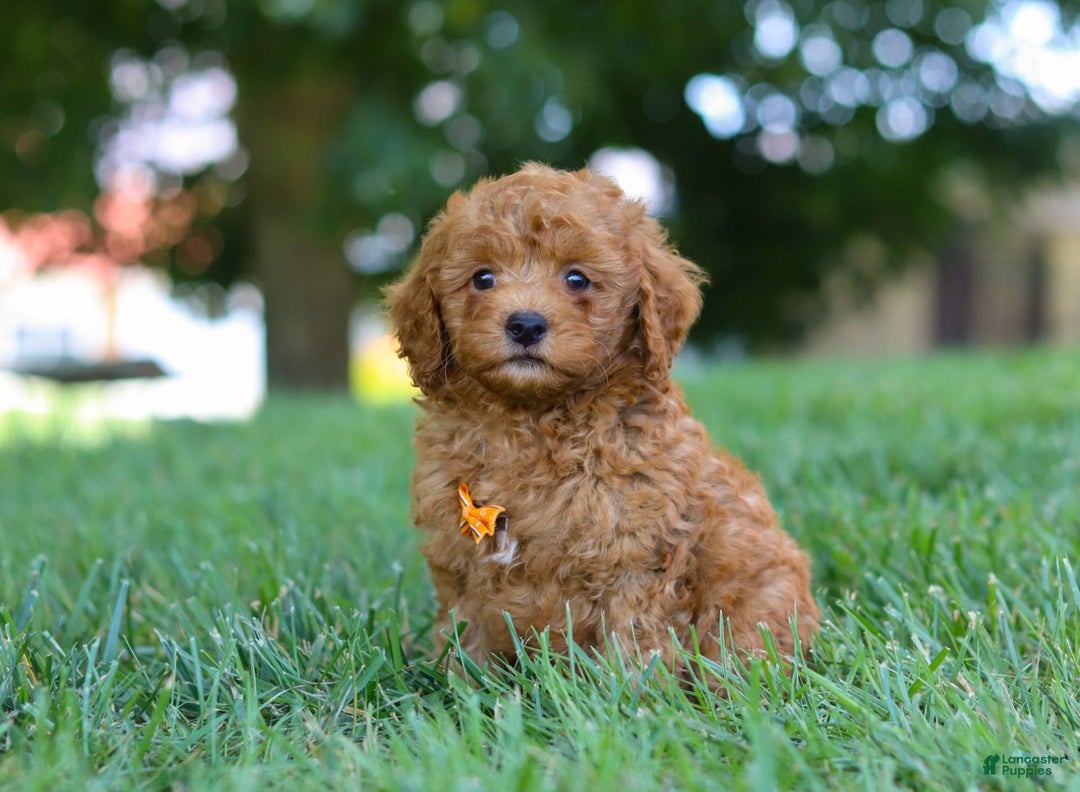 Cavapoo dogs for sale: Cavapoo 5 puppies - Image 24