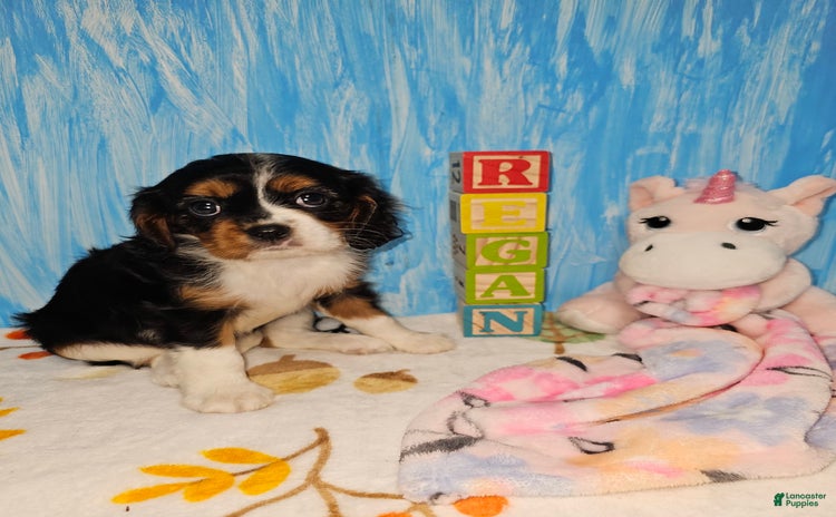 Cavalier King Charles Spaniel dogs for sale - Ad 1