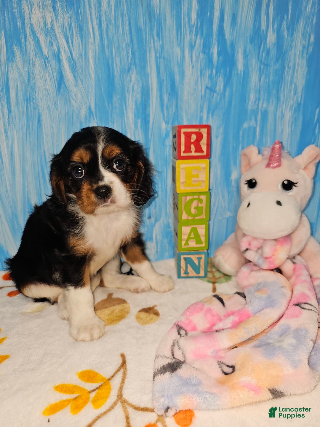 Cavalier King Charles Spaniel dogs for sale: Regan - Image 1