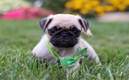 Pug dogs for sale: Ace - Image 3