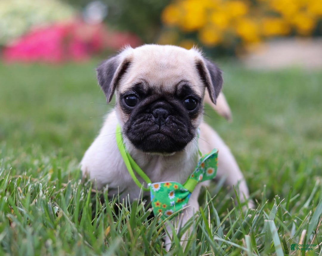 Pug dogs for sale: Ace - Image 3
