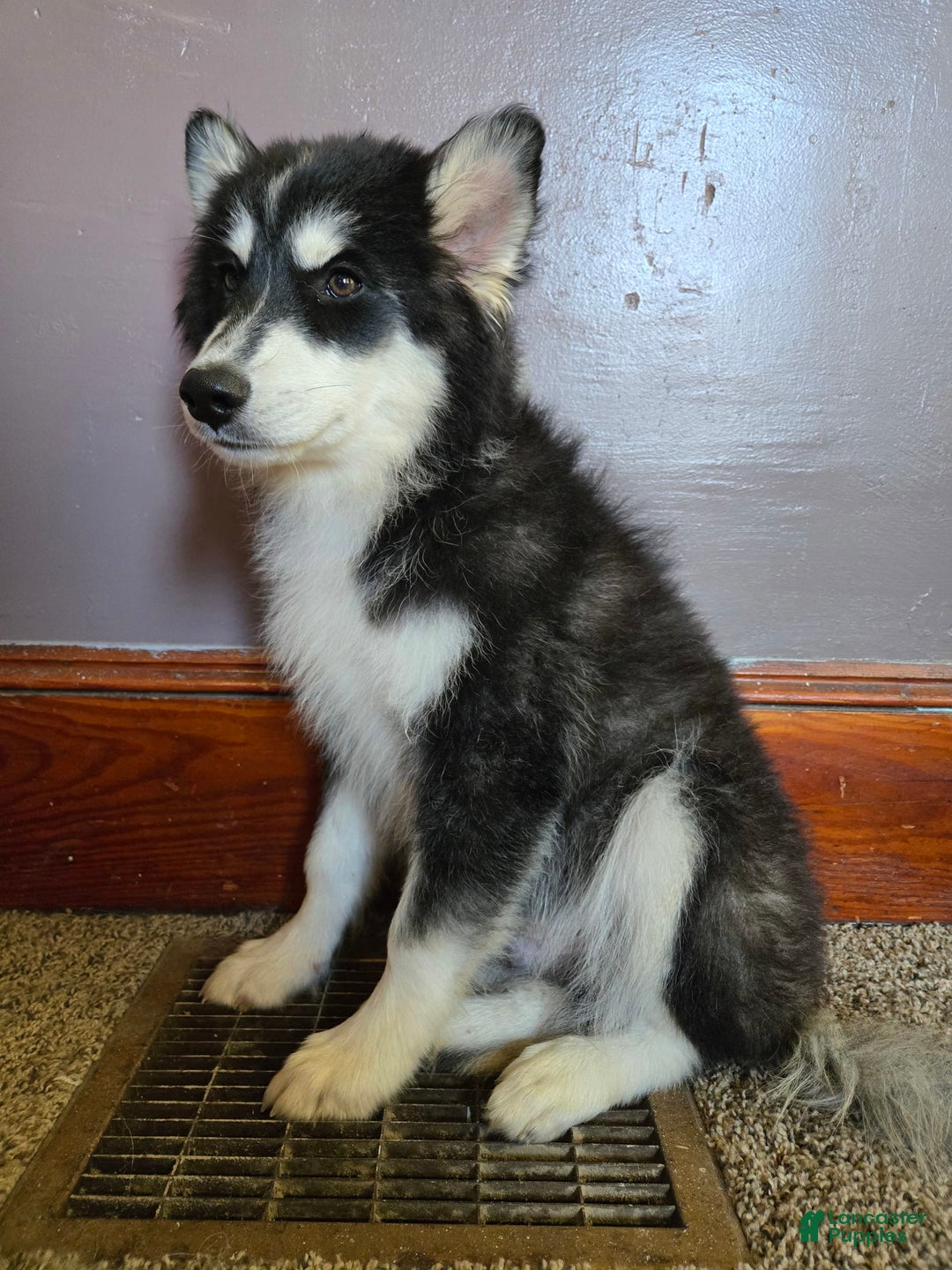 Pomsky dogs for sale: Momo - Image 1