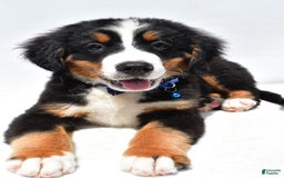 Bernese Mountain Dog dogs for sale: Kayle - Image 4