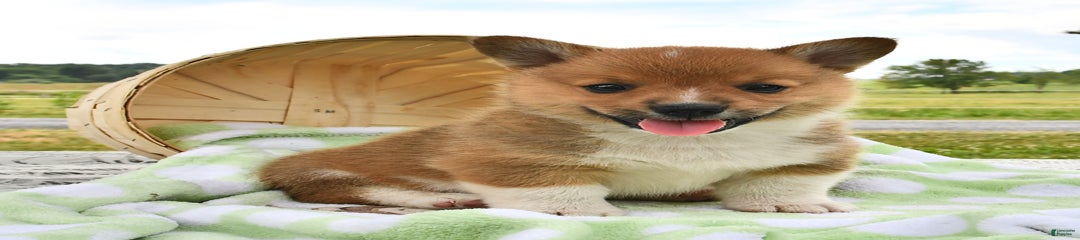 Tad