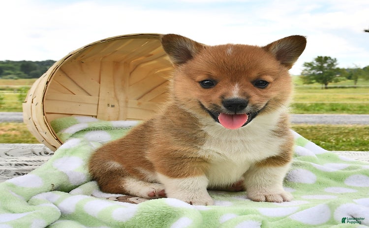 Welsh Corgi Pembroke dogs for sale - Ad 2