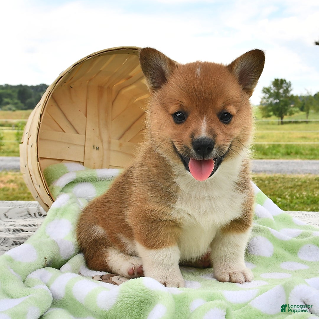Welsh Corgi Pembroke dogs for sale: Tad - Image 1