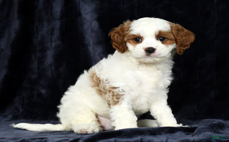 Cavapoo dogs for sale - Ad 5