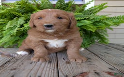 Goldendoodle dogs for sale: Ben - Image 4