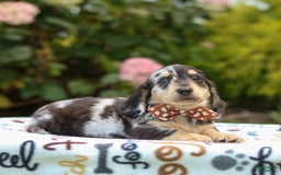 Miniature Dachshund dogs for sale: Ringo - Image 9