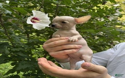 Chihuahua dogs for sale: Carinia - Image 6