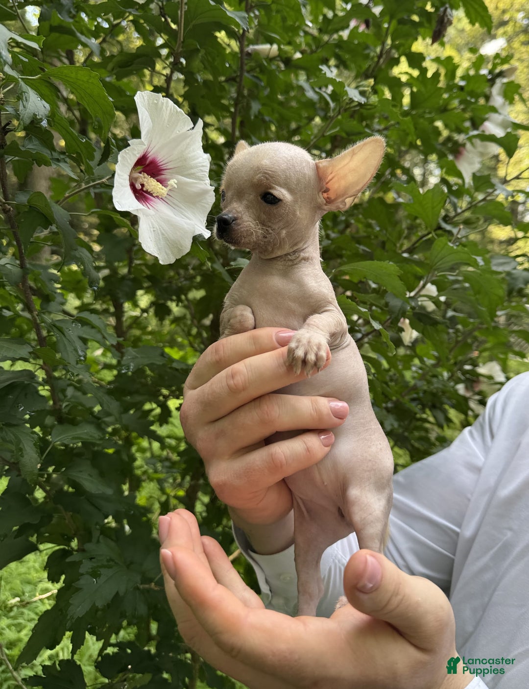 Chihuahua dogs for sale: Carinia - Image 6