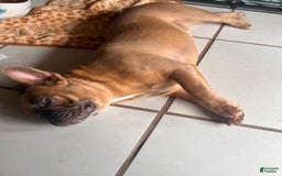 French Bulldog dogs for sale: Kobe - Image 3