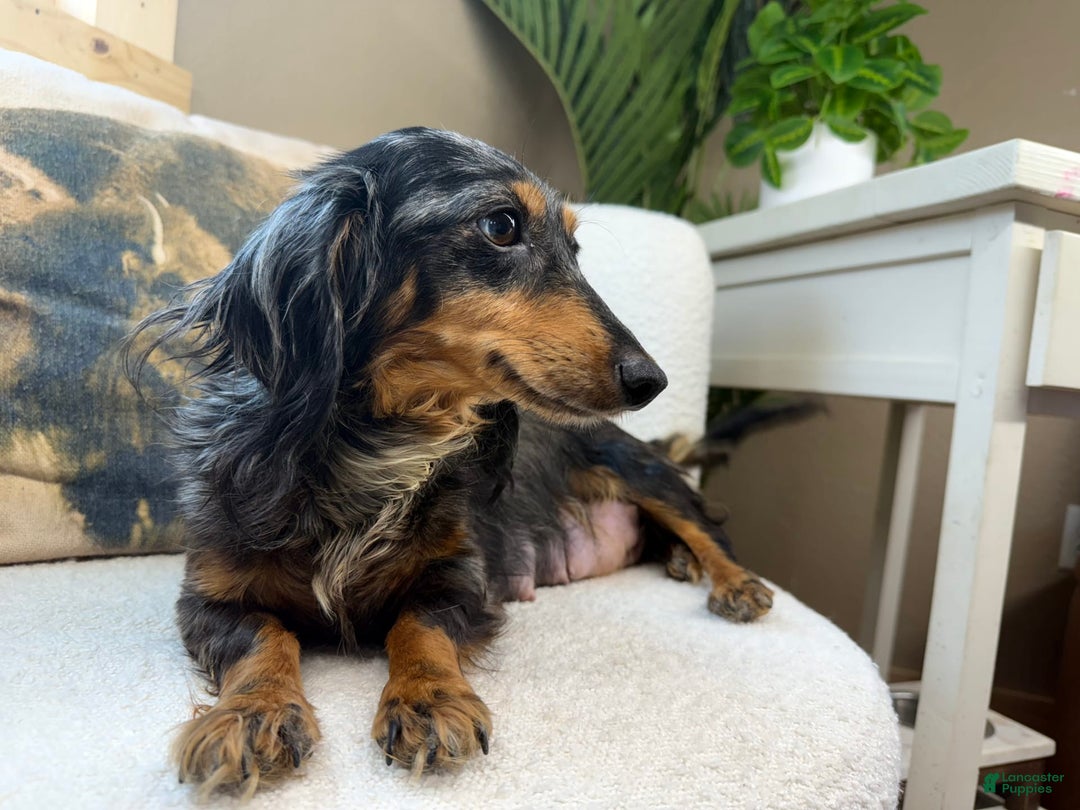 Dachshund dogs for sale: Colorado - Image 7