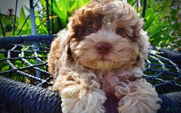 Havapoo dogs for sale: Fiesta - Image 13