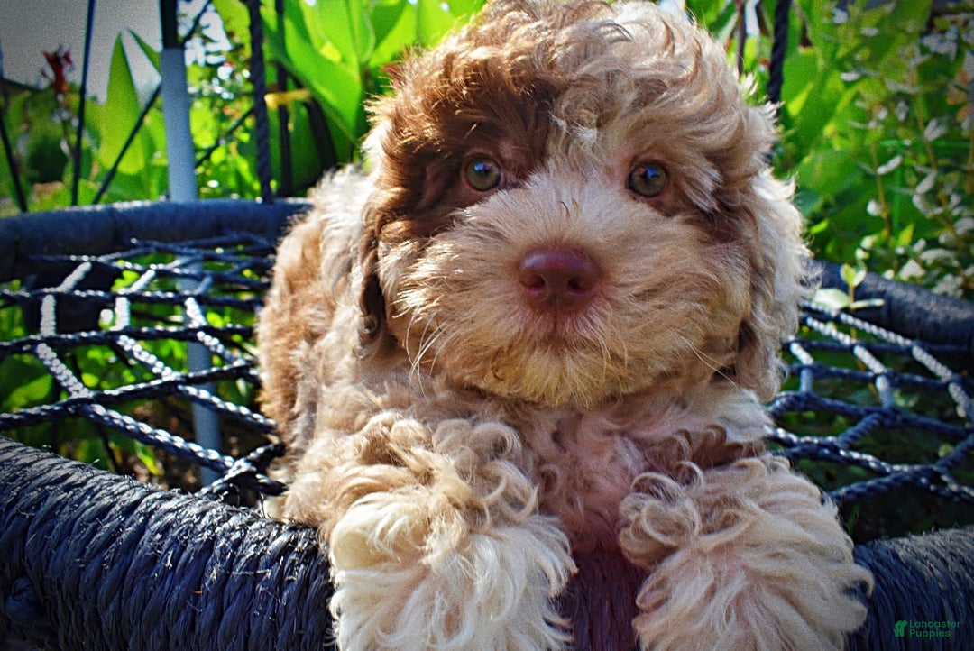 Havapoo dogs for sale: Fiesta - Image 13