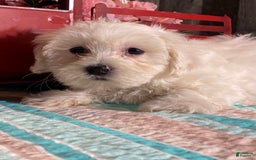 Havanese dogs for sale: Harry - Image 2